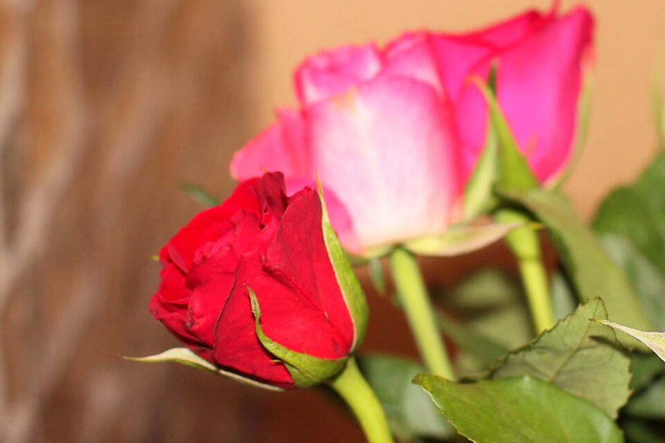 Bouquet bouquet of roses flowers