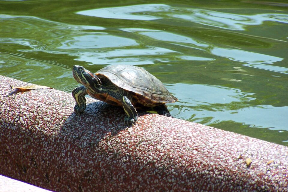 Turtle animals nature