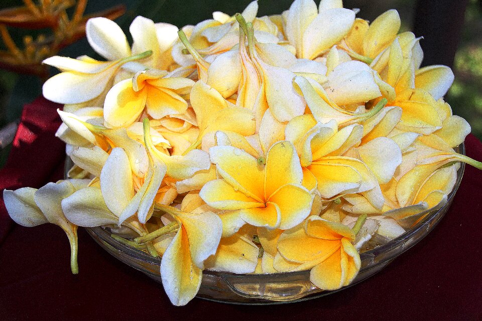 Light colors flowers