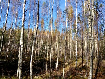 Birch grove forest young people