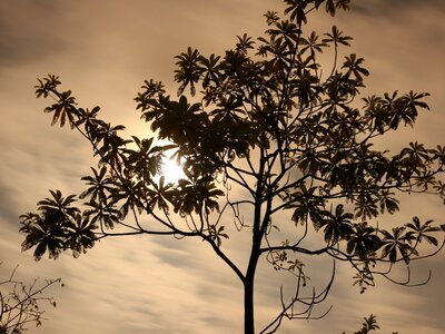 Trees beautiful quiet