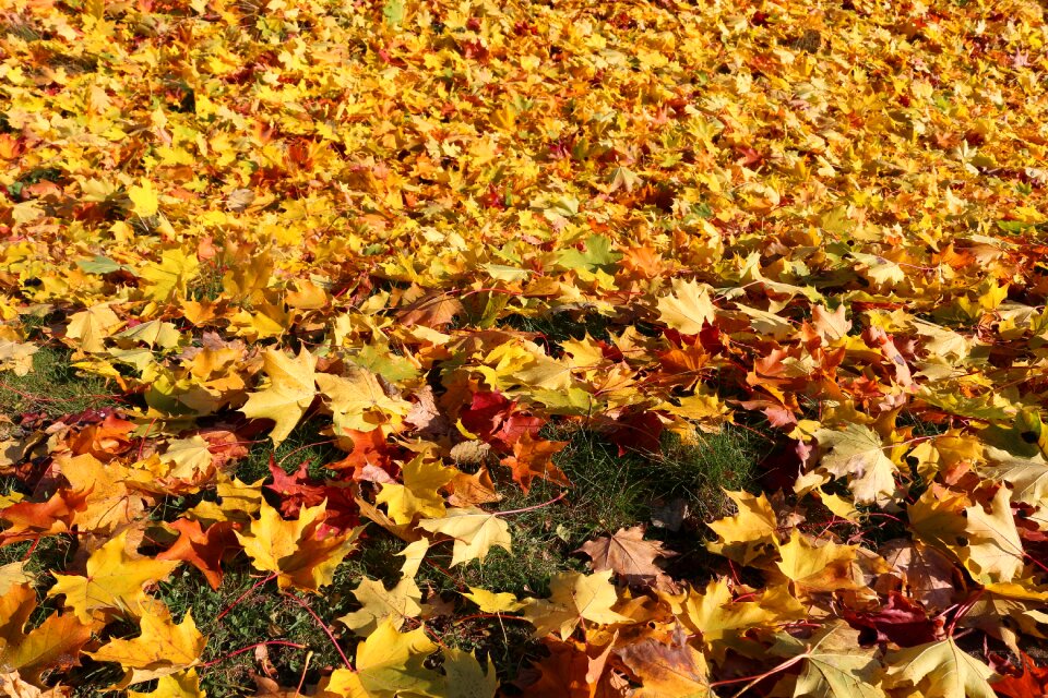Maple autumn leaves sunny