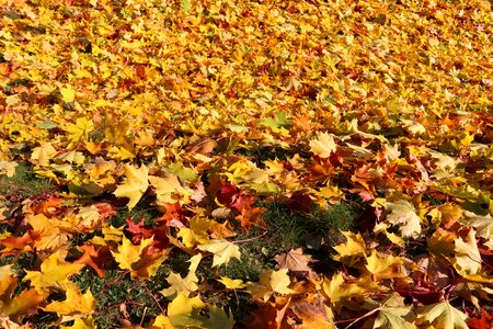 Maple autumn leaves sunny photo
