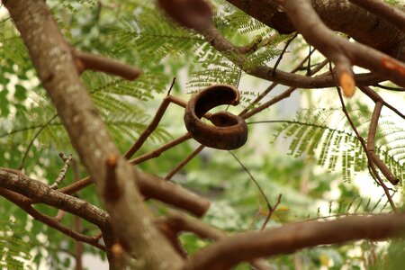 Tree plant nature