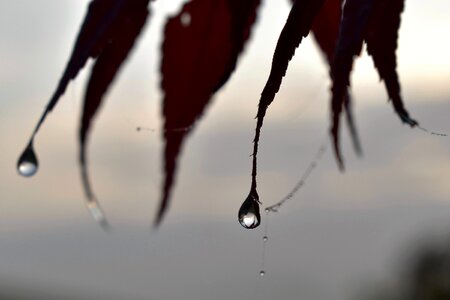 Autumn leaf nature photo