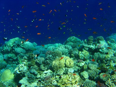 Red sea diving corals