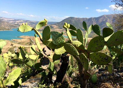 Andalusia cactus lake