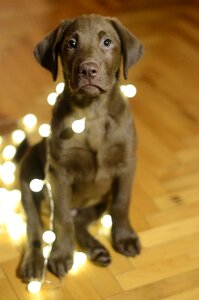 Lights cute retriever