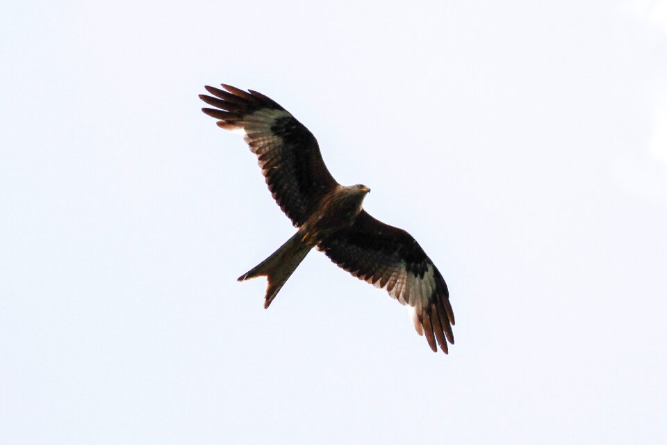 Bird adler raptor
