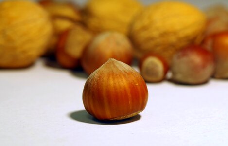 Shell hard festive