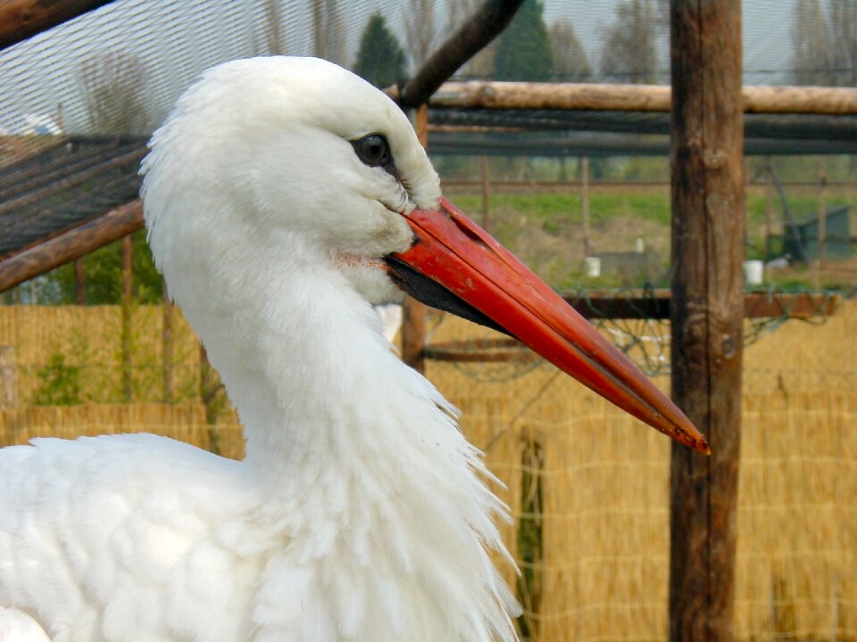 Bird animal nature