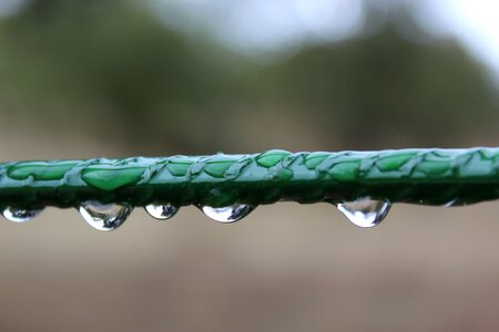 Drops of rain drops drop of rain