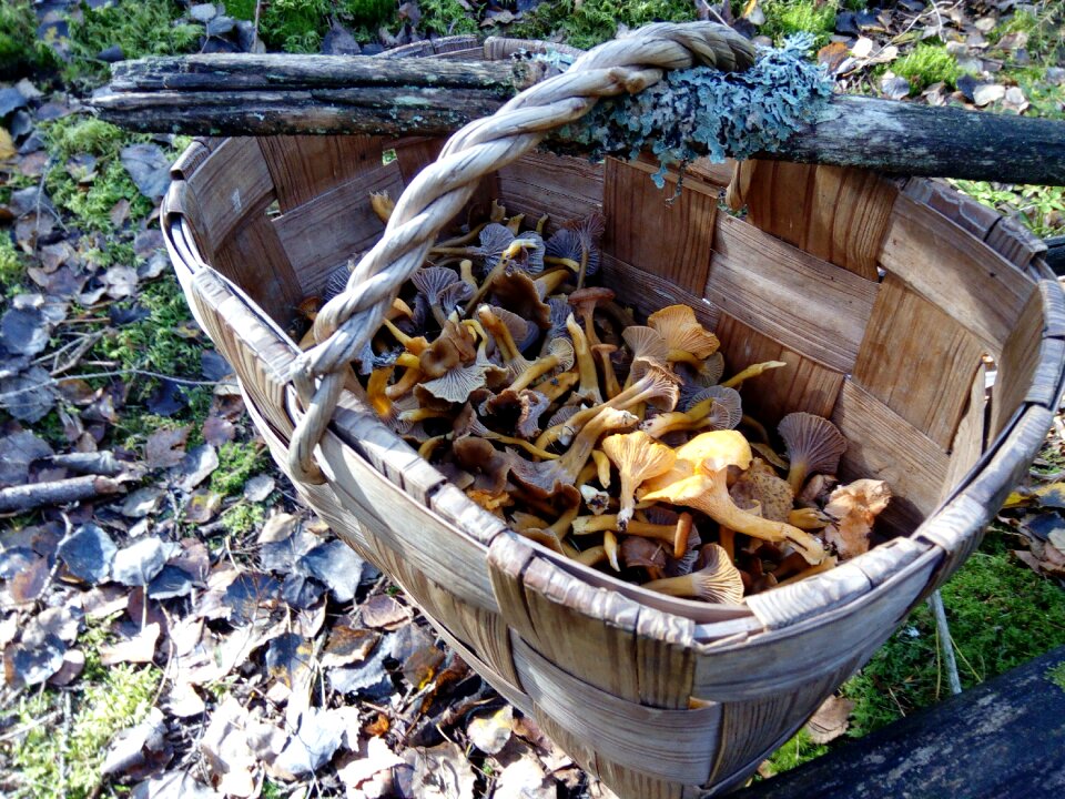 Mushrooms stick autumn