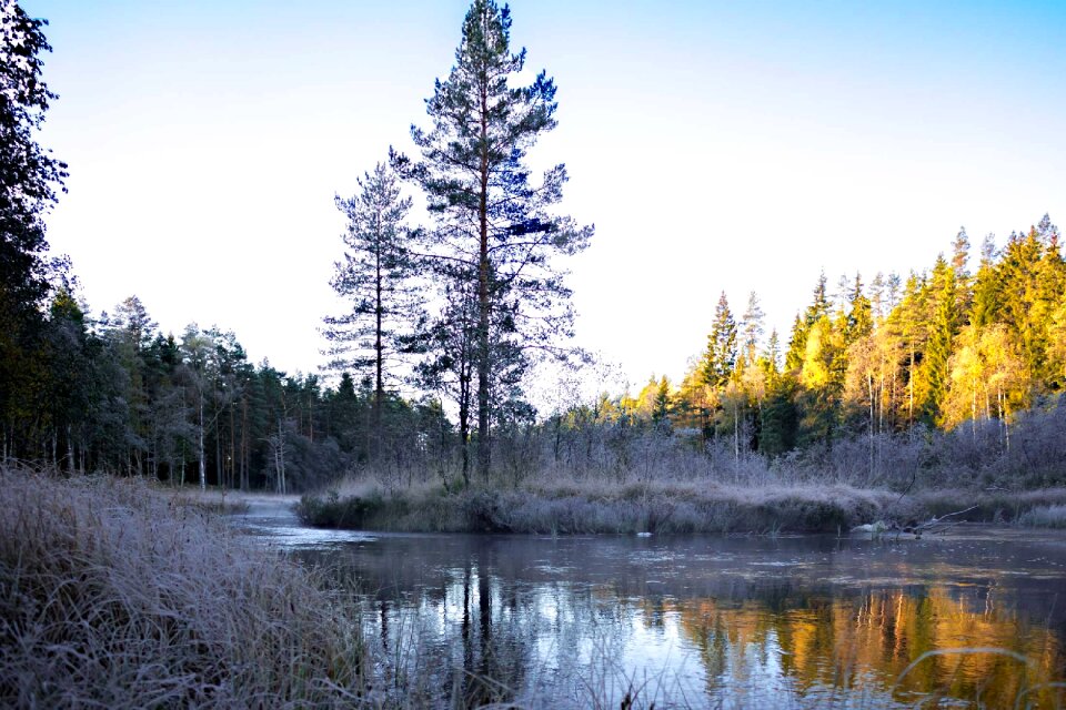 Sweden nature forest