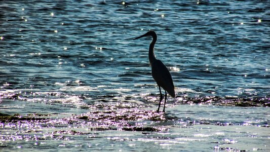 Nature wildlife shorebird