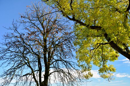Nature branch the crown of the tree