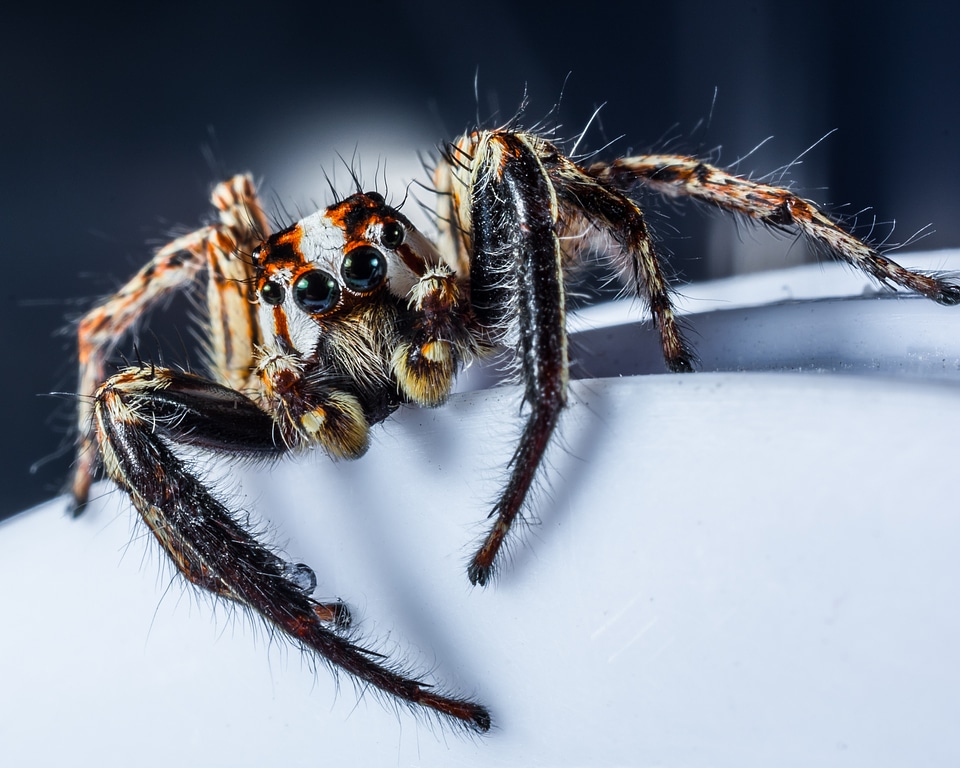 Spider insect close up