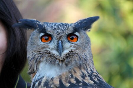 Falconry locarno switzerland