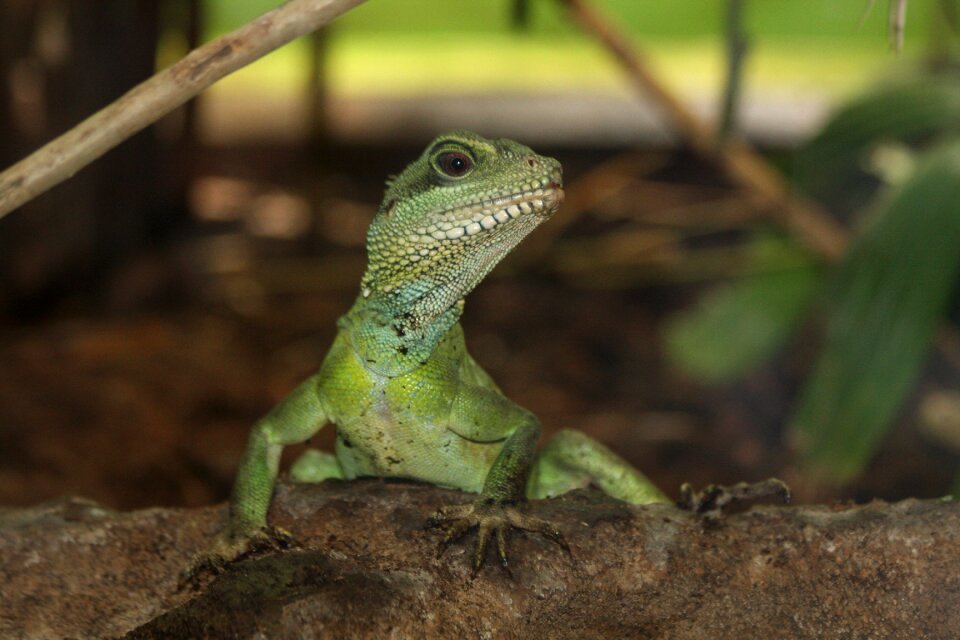 Animal world nature zoo