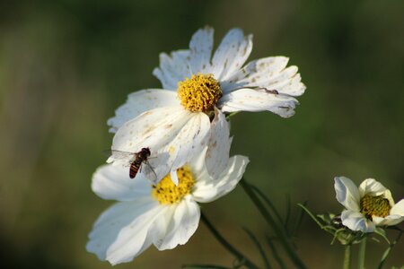 Insects macro garden photo