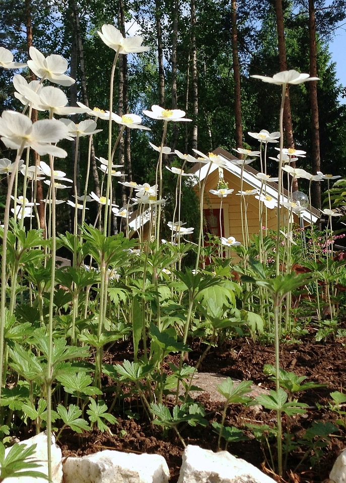 Summer garde plants