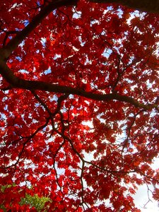 Leaves autumn tree