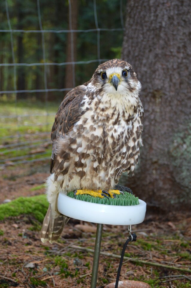 Predator feather beak