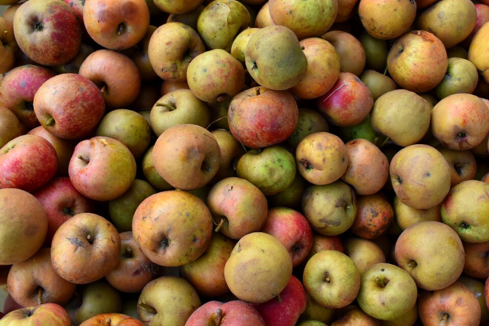 Autumn fruit harvest fruits