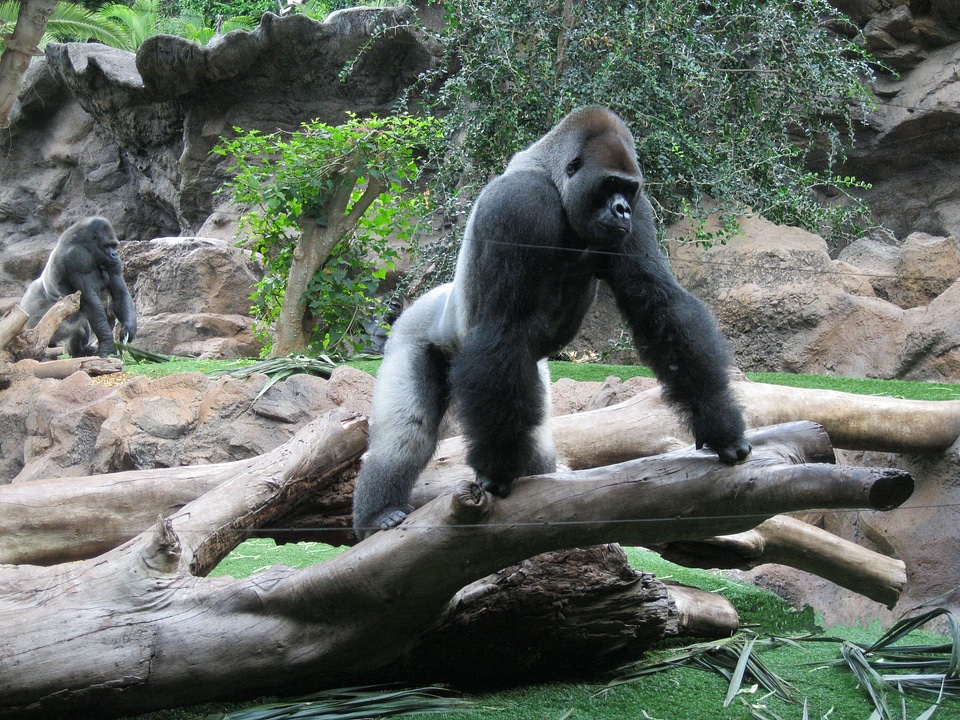 Gorilla silverback zoo