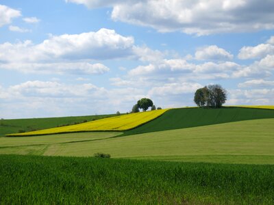Agriculture oilseed rape sky
