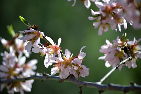 Rosa almond tree tree photo