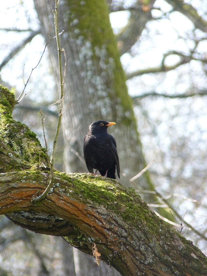 Bird tree songbird