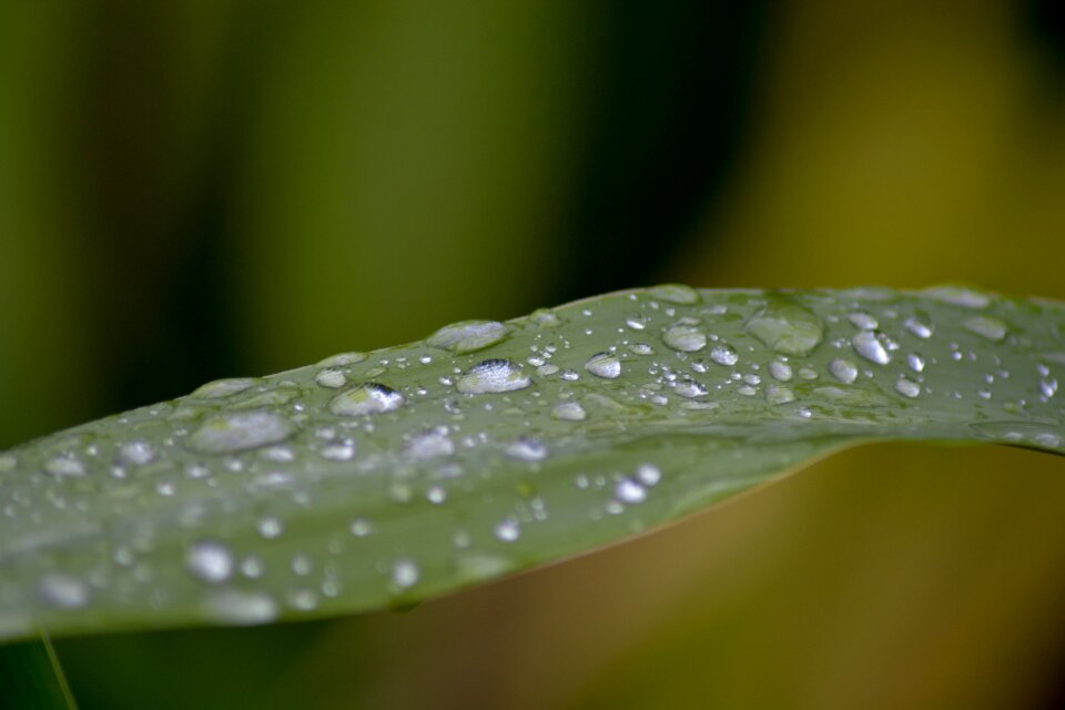 The morning leaf green