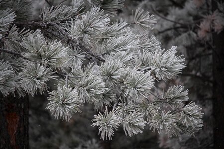 Ice frost pine photo