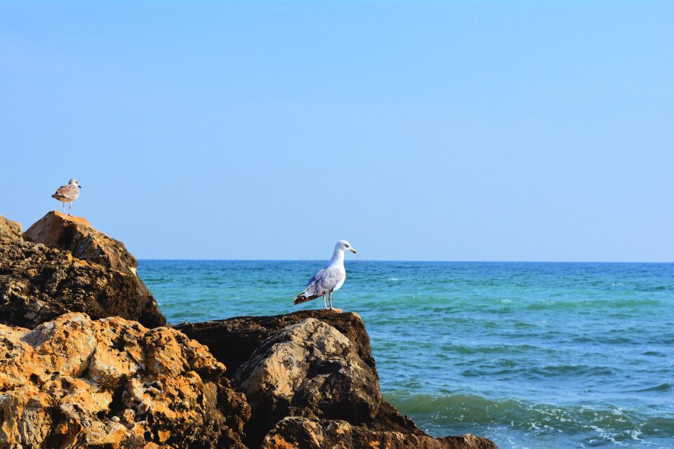 Seaside great black sea