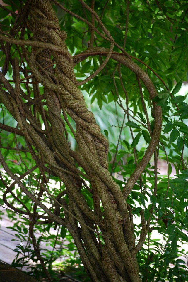 Vines trees nature