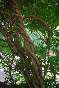 Vines trees nature