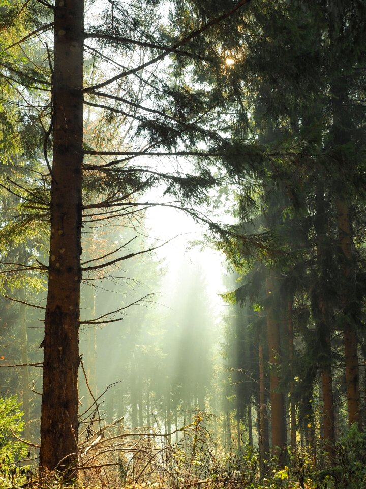 Nature fall trees