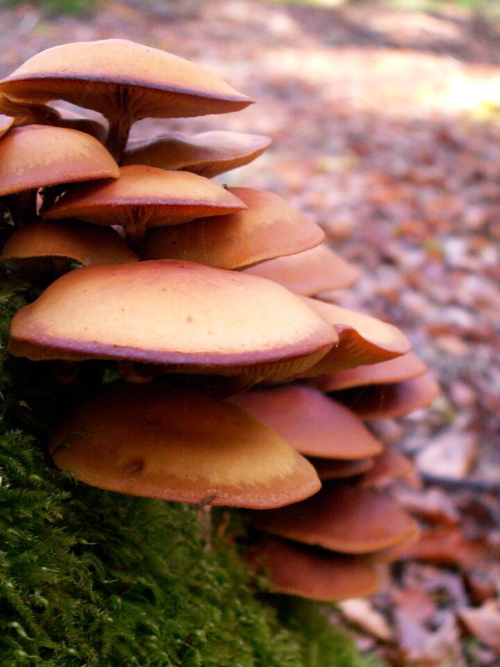 Autumn litter nature