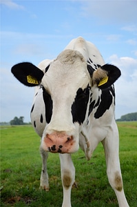 Cow cattle agriculture