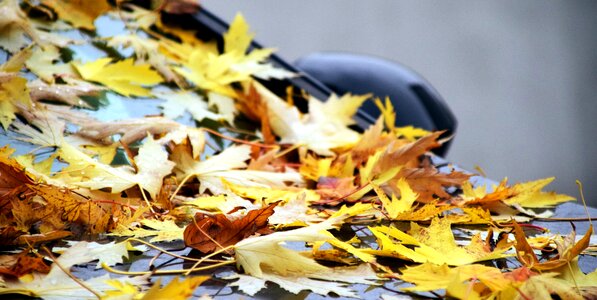Leaves on car parked car park