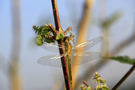Odonata fauna macro photo