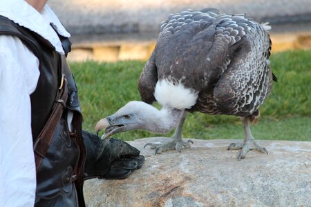 Falconry locarno switzerland