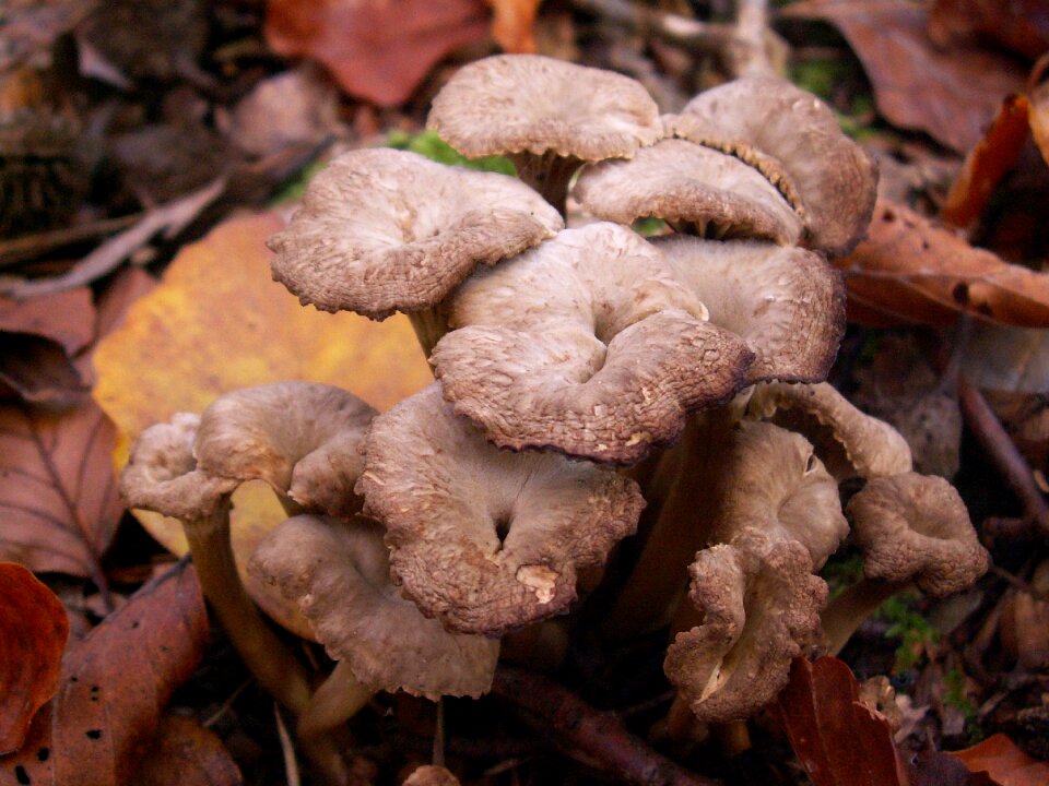 Autumn forest litter