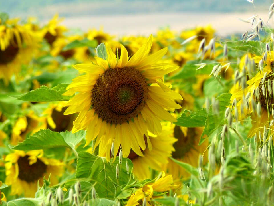 Summer yellow crop