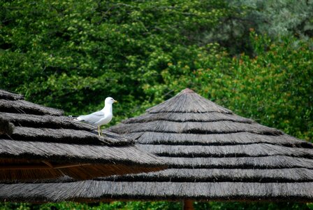 Zoo seagull topical huts photo