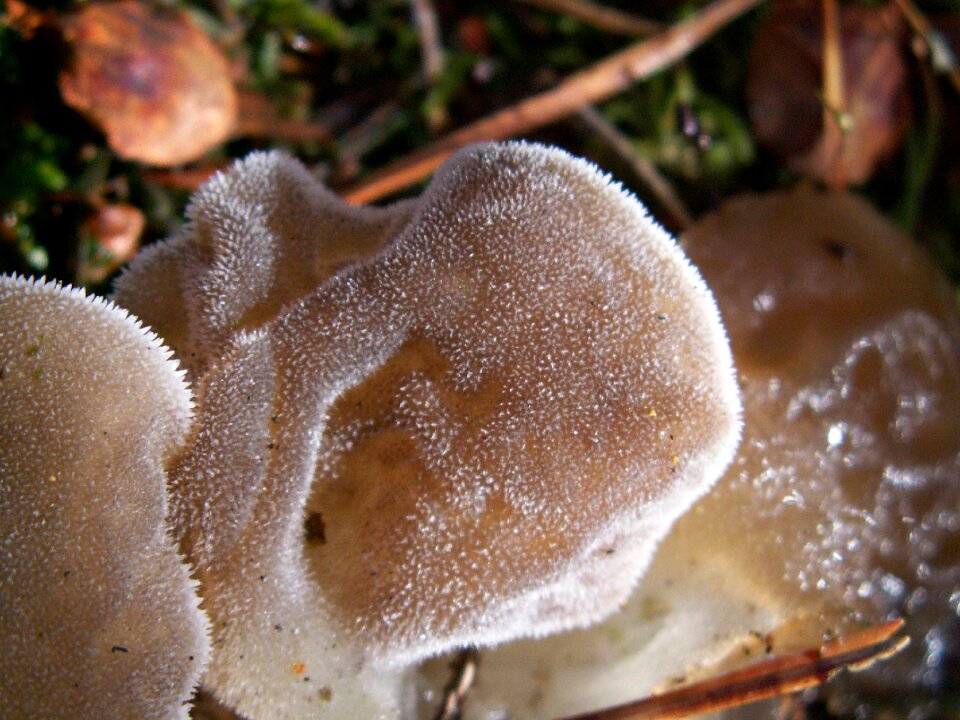 Autumn nature litter