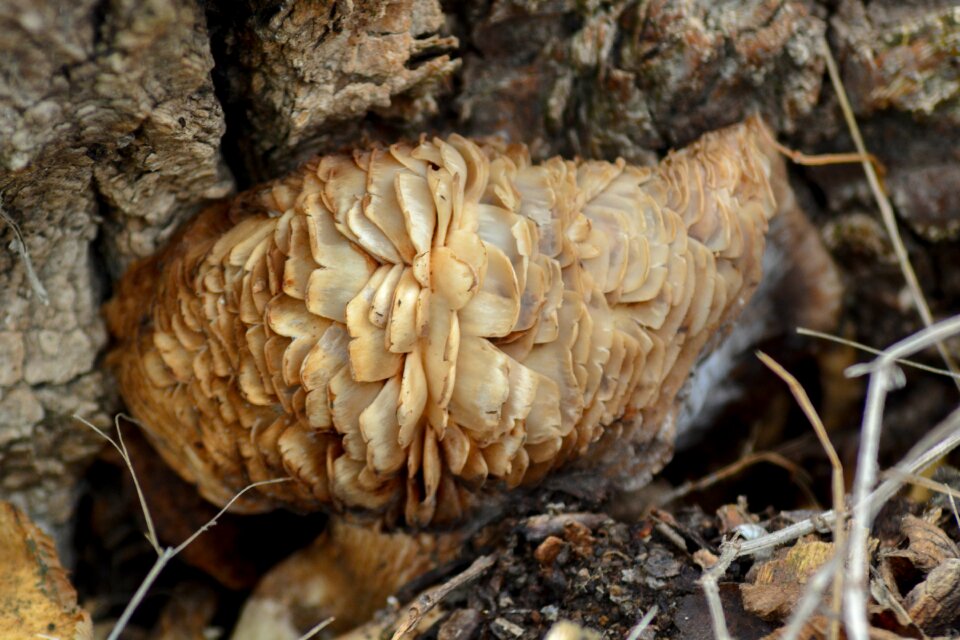 Fungus mold of cut tree