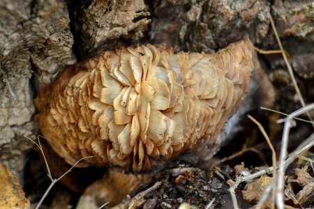 Fungus mold of cut tree