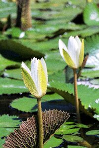 Flower sheet green